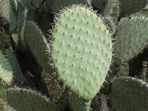 Image of Opuntia streptacantha Lem.