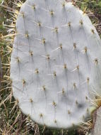 Image of Opuntia robusta H. L. Wendl. ex Pfeiff.