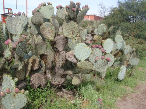 Image of Opuntia robusta H. L. Wendl. ex Pfeiff.