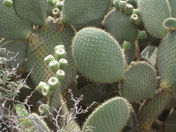 Plancia ëd Opuntia leucotricha DC.