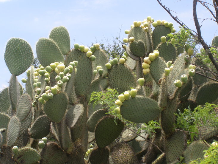 Plancia ëd Opuntia leucotricha DC.