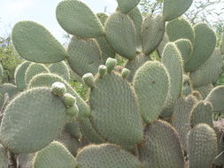 Plancia ëd Opuntia leucotricha DC.