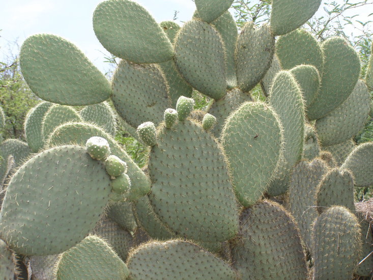 Plancia ëd Opuntia leucotricha DC.