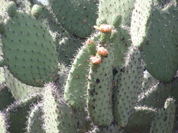 Image of <i>Opuntia joconostle</i>