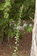 Image of Rayless Mock Goldenrod