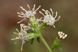 Image of Rayless Mock Goldenrod