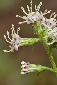 Image of Rayless Mock Goldenrod