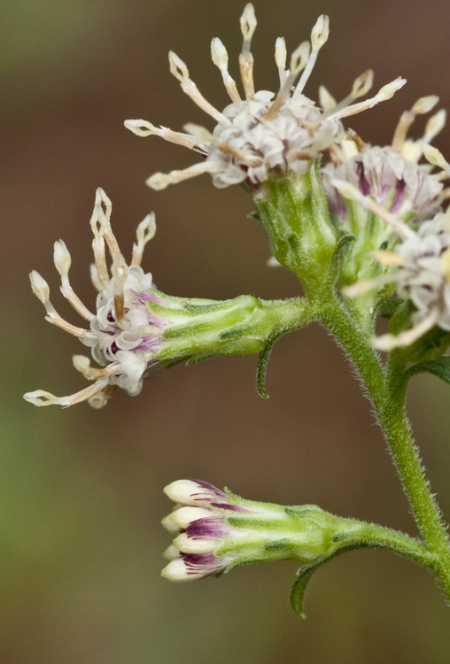 Image of Rayless Mock Goldenrod