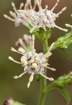 Image of Rayless Mock Goldenrod