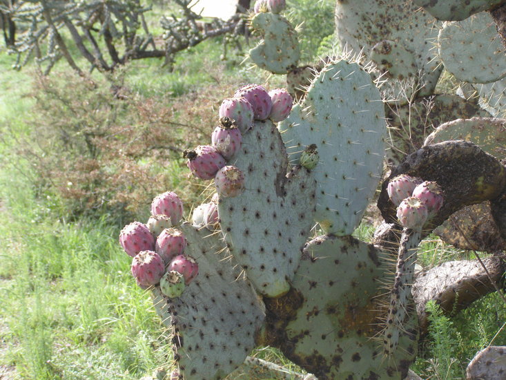 Image of cactus apple