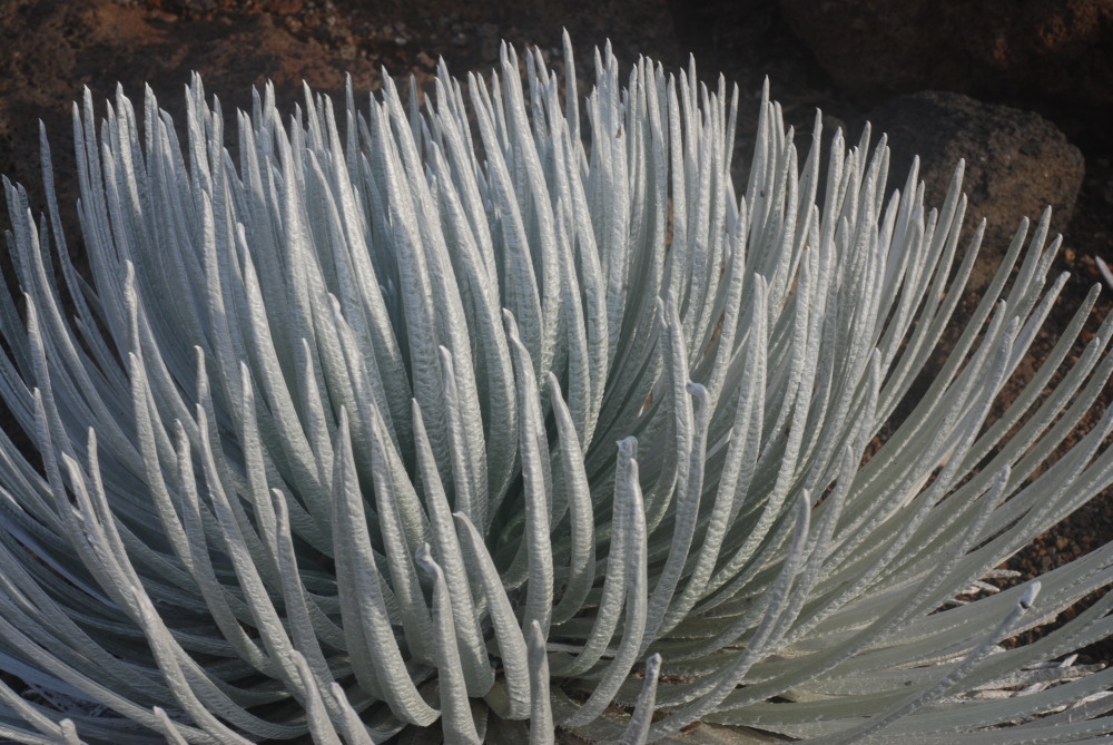 Слика од Argyroxiphium sandwicense subsp. macrocephalum (A. Gray) A. Meyrat