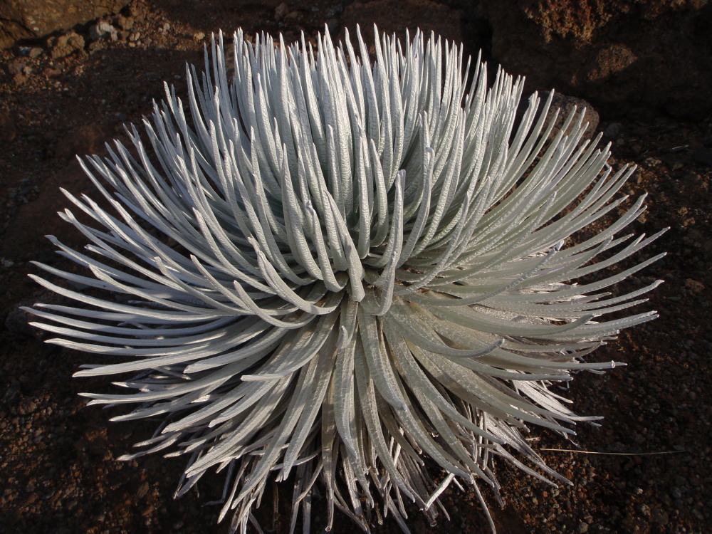 Plancia ëd Argyroxiphium sandwicense subsp. macrocephalum (A. Gray) A. Meyrat