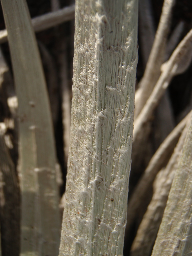 Plancia ëd Argyroxiphium sandwicense subsp. macrocephalum (A. Gray) A. Meyrat