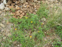 Plancia ëd Tagetes lunulata Ortega