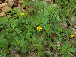 Plancia ëd Tagetes lunulata Ortega