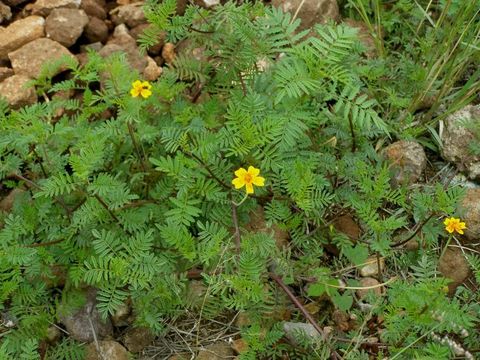 Plancia ëd Tagetes lunulata Ortega