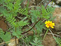 Tagetes lunulata Ortega resmi