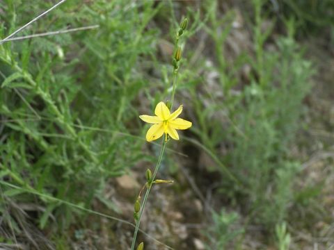 Image of Echeandia paniculata Rose