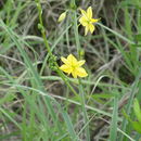 Image of Echeandia paniculata Rose