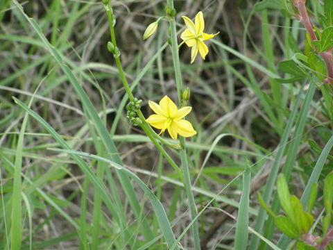 Image of Echeandia paniculata Rose