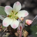 Imagem de Geranium cuneatum subsp. hololeucum (A. Gray) Carlquist & Bissing