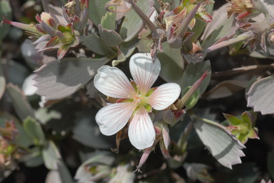 Imagem de Geranium cuneatum subsp. hololeucum (A. Gray) Carlquist & Bissing