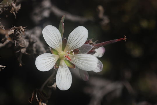 Imagem de Geranium cuneatum subsp. hololeucum (A. Gray) Carlquist & Bissing