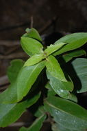 صورة Dubautia latifolia (A. Gray) Keck