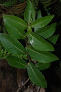 صورة Dubautia latifolia (A. Gray) Keck