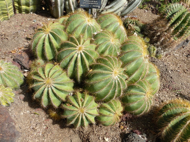 Image of Notocactus magnificus