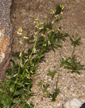 Image of Cooper's wild cabbage