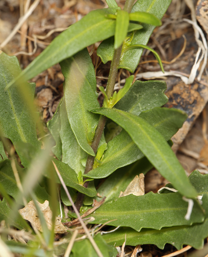 Image of Cooper's wild cabbage