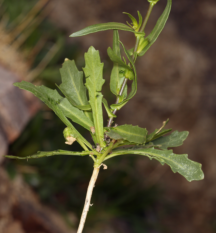 Image de Caulanthus cooperi (S. Watson) Payson