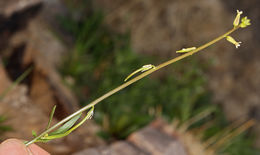 Image de Caulanthus cooperi (S. Watson) Payson