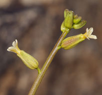 Image of Cooper's wild cabbage