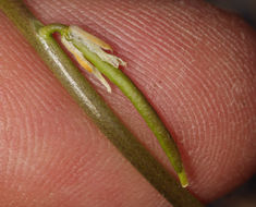 Image of Cooper's wild cabbage