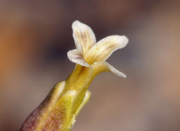 Image of Cooper's wild cabbage