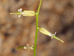 Image de Caulanthus cooperi (S. Watson) Payson