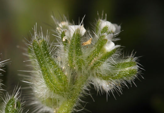 Image of <i>Cryptantha <i>barbigera</i></i> var. barbigera