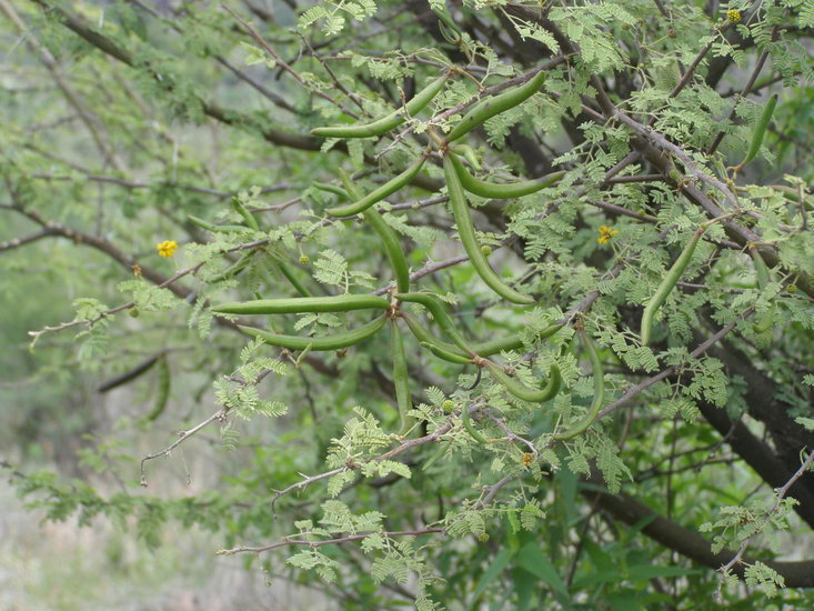 Image of <i>Vachellia farnesiana</i>
