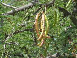 Image of smooth mesquite