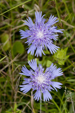 Imagem de Stokesia laevis (Hill) Greene