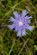 Слика од Stokesia laevis (Hill) Greene