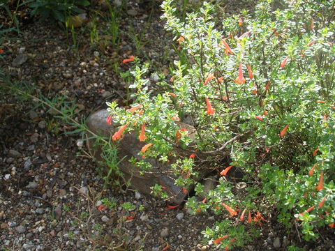 Image of Poliomintha longiflora A. Gray