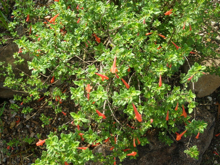 Image of Poliomintha longiflora A. Gray