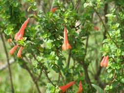 Image of Poliomintha longiflora A. Gray