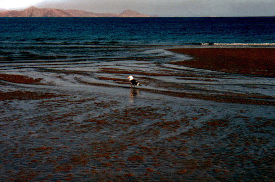 Image of Yellow-footed Gull