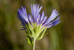 Image of Stokes' aster