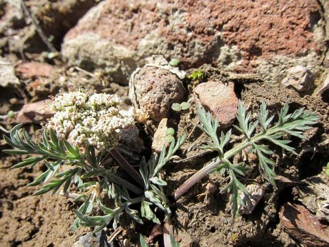 Image of Nevada biscuitroot