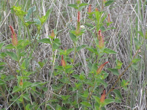 Image de Acalypha phleoides Cav.